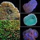 Aquacultured LPS Frag Pack (5 Pack) - ORA