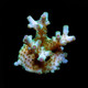 Aquacultured Premium Acropora Frag Pack (5 Pack) - ORA