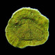 Aquacultured Montipora Frag Pack (5 Pack) - ORA