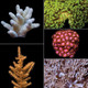 Aquacultured Soft Coral Pack (5 Pack) - ORA