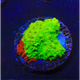 ACI Cultured Nuclear Fusion Grafted Montipora (3/4" - 1") - SAQ Coral Farm