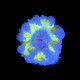 Highlighter Rock Flower Anemone - SAQ Coral Farm