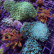 Mystery Goniopora (3/4" - 1") - SAQ Coral Farm