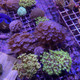 Mystery Goniopora (3/4" - 1") - SAQ Coral Farm