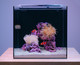 15 Gallon Beginner Saltwater Aquarium Kit - Hello Reef