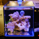 Glass Small-In-One XL 5 Gallon Desktop Aquarium - PNW Custom