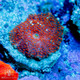 ACI Cultured Mystery Discosoma Mushroom - SAQ Coral Farm