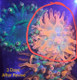 REVIVE Live Zooxanthellae (32 oz) Coral Food - REEFreshments