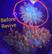 REVIVE Live Zooxanthellae (64 oz) Coral Food - Pump Jug - REEFreshments