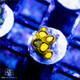 TSA King Midas Zoanthids - SAQ Coral Farm