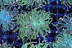 Teal Blue Torch Coral  - SAQ Coral Farm
