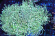 Teal Blue Torch Coral  - SAQ Coral Farm