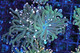 Teal Blue Torch Coral  - SAQ Coral Farm