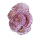 (DAMAGED) (SMALL) Mini Real Reef Turbinaria Cup Plate Coral Rock (1 piece) - Real Reef