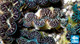 Aquacultured Ultra Black & Color Maxima Clam - 2" (Tridacna maxima) - ORA