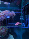 (OPEN BOX) SaltwaterAquarium Large Acrylic Fish & Pest Trap 9" x 5" x 6" for Aquarium | Acclimation Isolation Box Fish Tank Breeding Box 