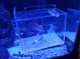 (OPEN BOX) SaltwaterAquarium Small Acrylic Fish & Pest Trap 6" x 4" x 4" for Aquarium | Acclimation Isolation Box Fish Tank Breeding Box 
