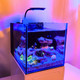 (OPEN BOX) Glass Small-In-One 1 Gallon Desktop Aquarium (Saltwater) - PNW Customs