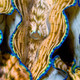 Aquacultured Derasa Clam - 6" (Tridacna Derasa) - ORA Chicago