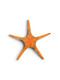 Orange Double Tile Starfish (Iconaster longimanus) - Cleanup Crew