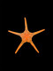 Orange Double Tile Starfish (Iconaster longimanus) - Cleanup Crew