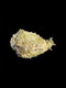 Algae Eating Seahare (Dolabella auricularia) - Cleanup Crew