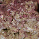 Real Reef Rock Rubble (10 lbs) - Real Reef