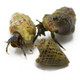 (5) Pack Blue Legged Hermit Crabs (Clibanarius sp) - Cleanup Crew