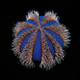 (5 Pack) Aquacultured Tuxedo Urchins (Mespilia globulus) 0.5" - 1.0" - ORA Chicago