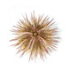 Pincushin Sea Urchin (Lytechinus variegatus) Aquacultured - ORA Chicago