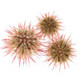 Pincushin Sea Urchin (Lytechinus variegatus) Aquacultured - ORA Chicago