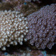 Aquacultured Marshall Island Goniopora Coral (Goniopora sp.) - ORA