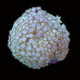 Aquacultured Marshall Island Goniopora Coral (Goniopora sp.) - ORA