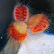 Flame Scallop - Cleanup Crew