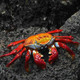 Sally Lightfoot Crab - Clean up Crew