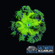 Large Green Rock Flower Anemone Coral (3" to 5") - SAQ Coral Farm