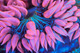 (5 Pack) Random Mystery Rock Flower Anemone Coral (3/4" - 5") - SAQ Coral Farm