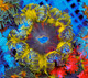 (5 Pack) Random Mystery Rock Flower Anemone Coral (3/4" - 5") - SAQ Coral Farm
