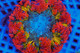 (5 Pack) Random Mystery Rock Flower Anemone Coral (3/4" - 5") - SAQ Coral Farm