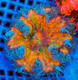 (5 Pack) Random Mystery Rock Flower Anemone Coral (3/4" - 5") - SAQ Coral Farm