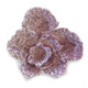 (SMALL) Mini Real Reef Turbinaria Cup Rock (1 peice) - Real Reef