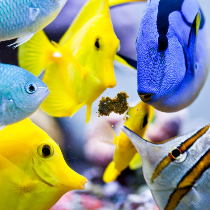 Masstick Fish Food (42 gm) Easy Reefs