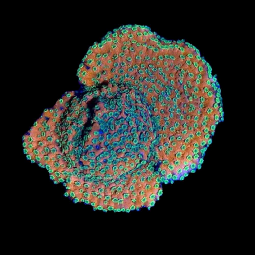 Sunset Montipora Coral (3/4