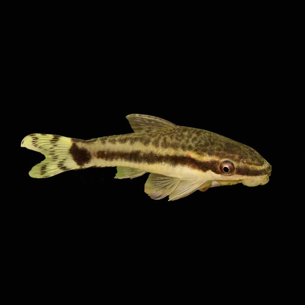 12 PACK) Algae Eating Otocinclus Catfish (Freshwater) Fish - SAQ Chicago  Fish - SaltwaterAquarium.com, image size:1000x1000
