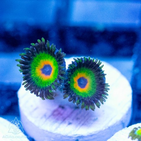 ACI Cultured Rastas Zoanthids - SAQ Coral Farm - SaltwaterAquarium.com