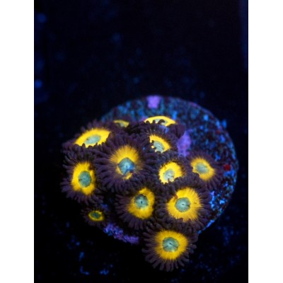 ACI Cultured Zombie Banana Zoanthids - SAQ Coral Farm