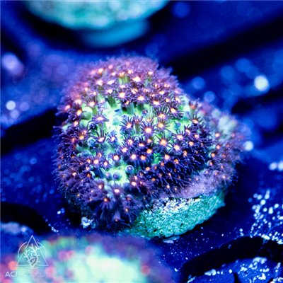 ACI Cultured Green Goblin Stylocoeniella Coral (3/4