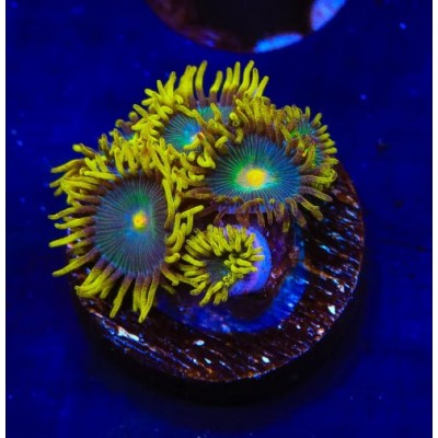 ZOAラグ TSA Green Bay Packers Zoanthids - SAQ Coral Farm