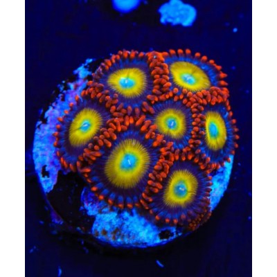 TSA Circus Freak Zoanthids - SAQ Coral Farm - SaltwaterAquarium.com