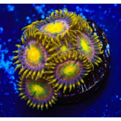 TSA Hydra Lady Dragon Zoanthids - SAQ Coral Farm